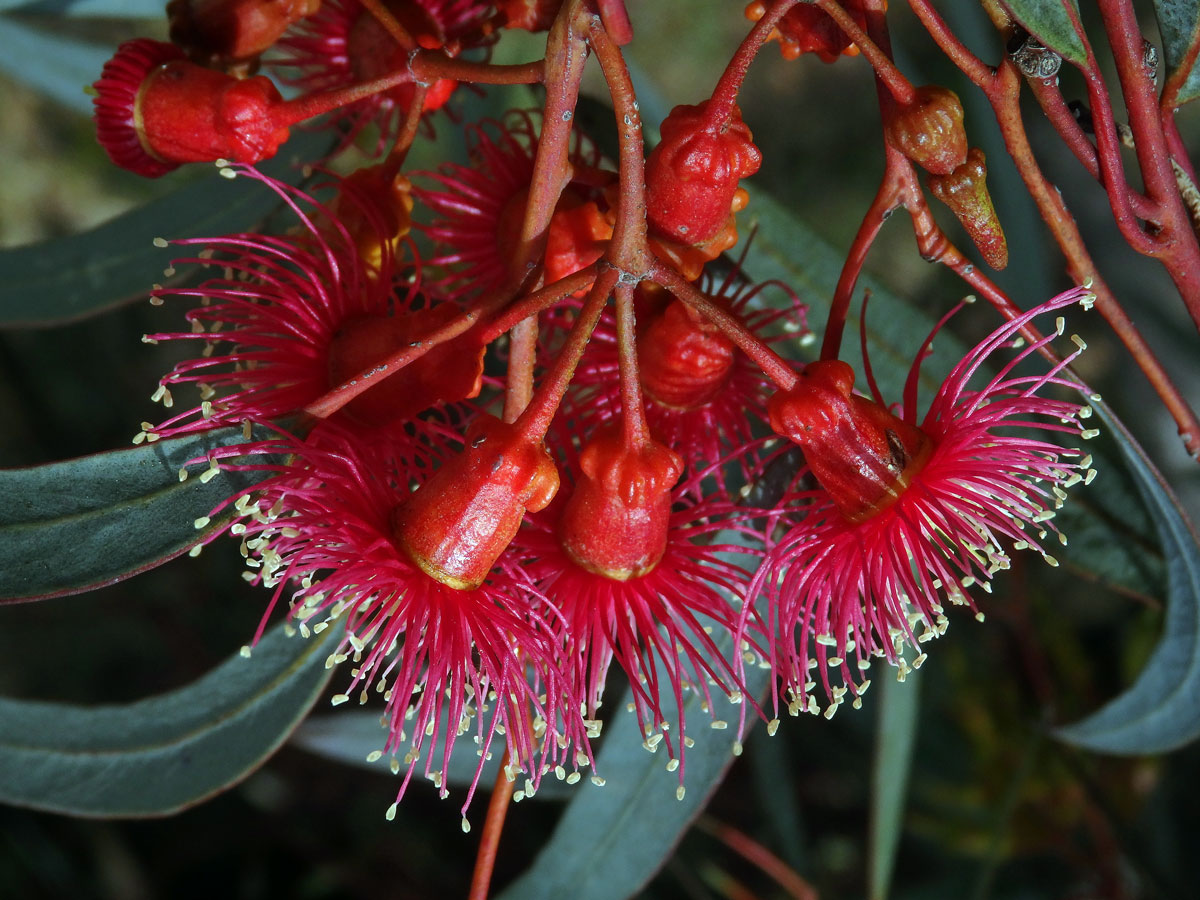 Blahovičník (Eucalyptus torquata Luehm.)