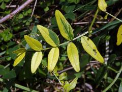 Vikev plotní (Vicia sepium L.), panašovaná rostlina (1a)
