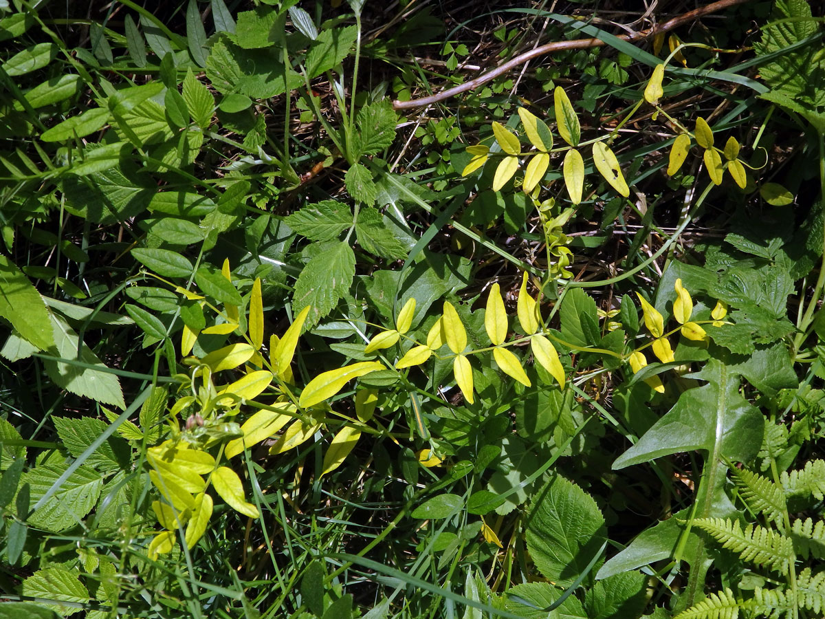 Vikev plotní (Vicia sepium L.), panašovaná rostlina (1b)