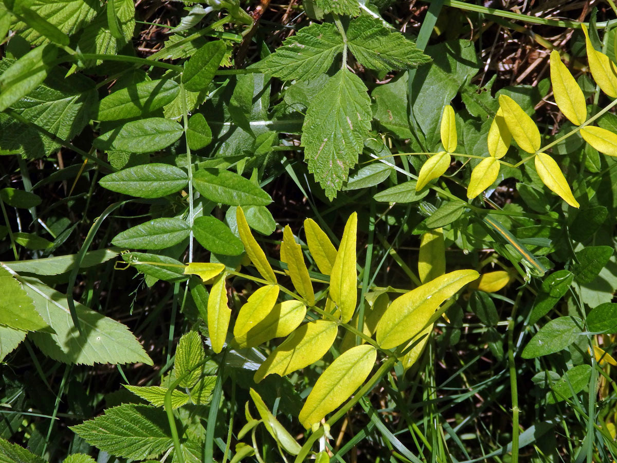 Vikev plotní (Vicia sepium L.), panašovaná rostlina (1c)