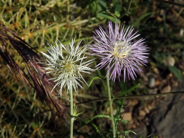 Bodlákovec skvrnitý (Galactites tomentosa Moench) se světlými květy (2a)