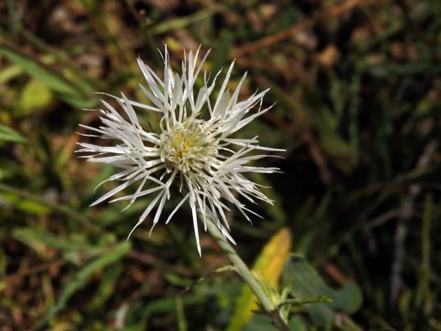 Bodlákovec skvrnitý (Galactites tomentosa Moench) se světlými květy (2b)