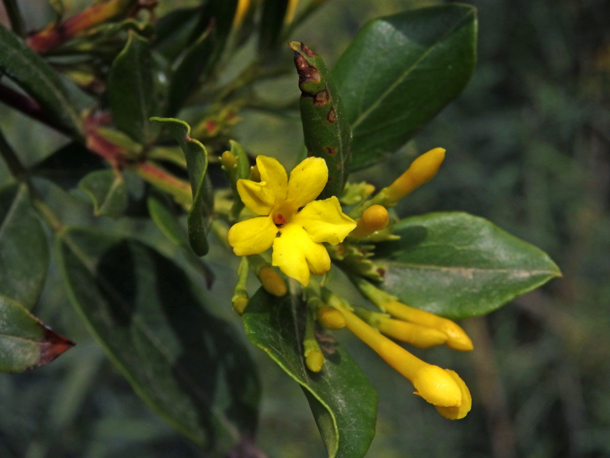 Jasmín nejvonnější (Jasminum odoratissimum L.), sedmičetný květ (2)