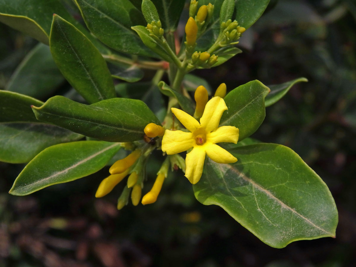 Jasmín nejvonnější (Jasminum odoratissimum L.), šestičetný květ (2)