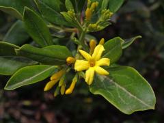 Jasmín nejvonnější (Jasminum odoratissimum L.), šestičetný květ (2)