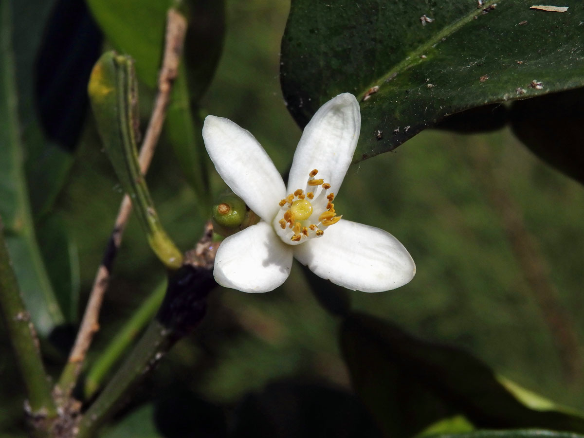 Pomerančovník pravý (Citrus x sinensis (L.) Osbeck), čtyřčetný květ (3)