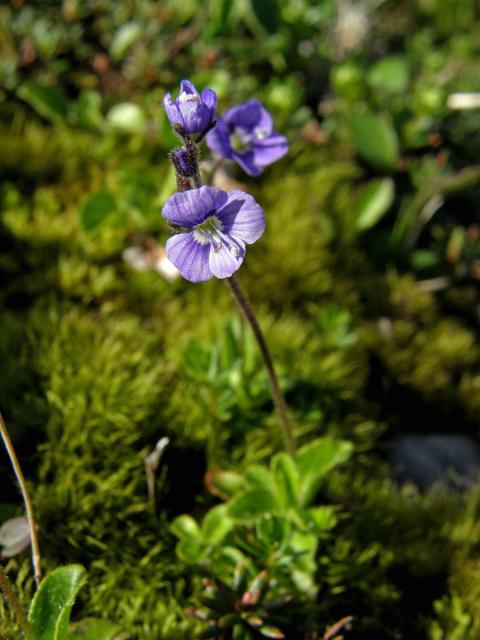 Rozrazil bezlistý (Veronica aphylla L.)