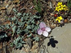 Pumpava (Erodium foetidum (L.) L'Hér.) (1a)