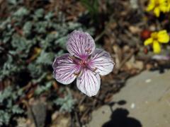 Pumpava (Erodium foetidum (L.) L'Hér.) (1b)