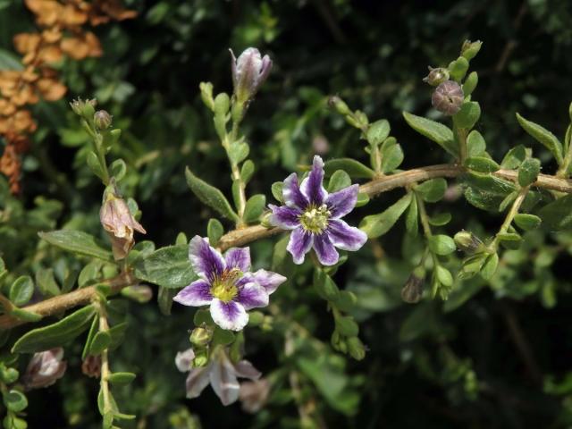 Kustovnice (Lycium chilense Bertero), sedmičetný květ (1a)