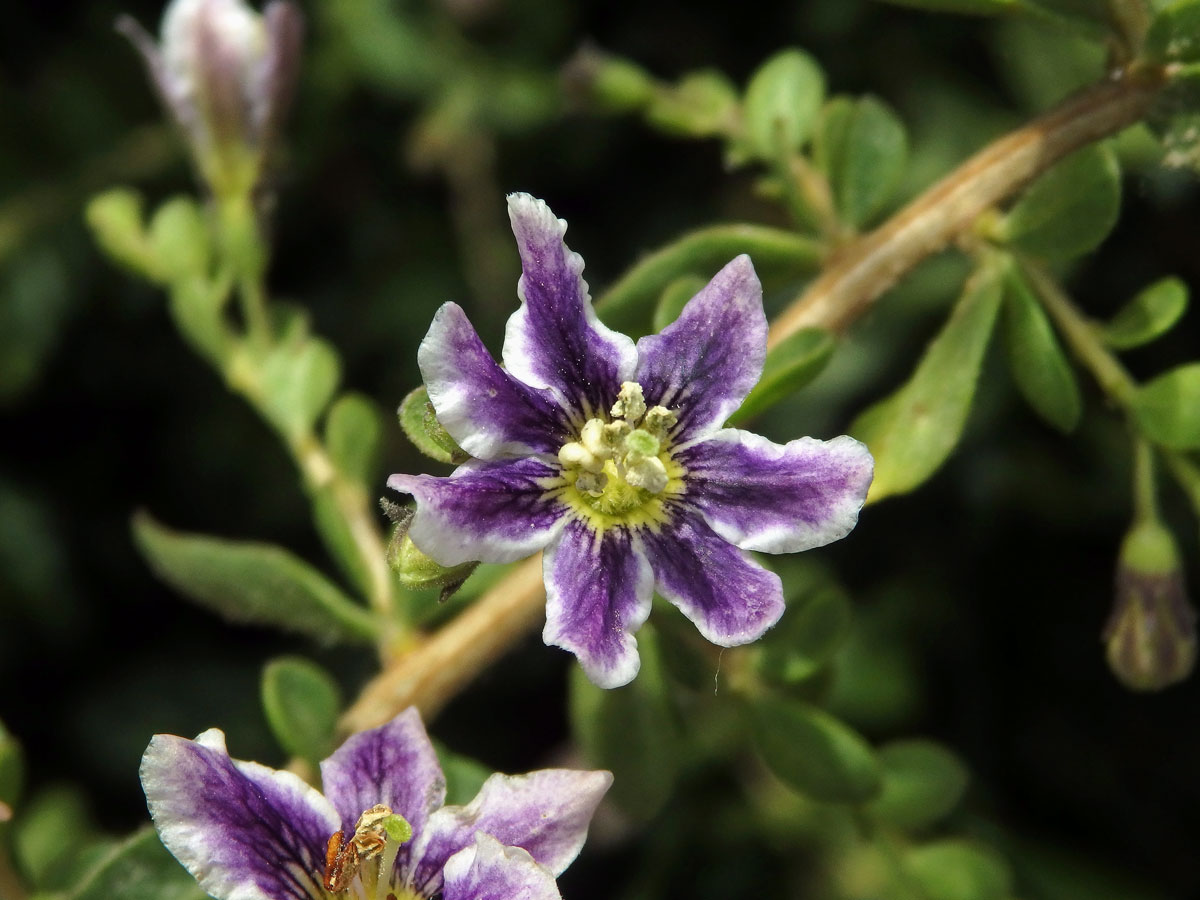 Kustovnice (Lycium chilense Bertero), sedmičetný květ (1b)