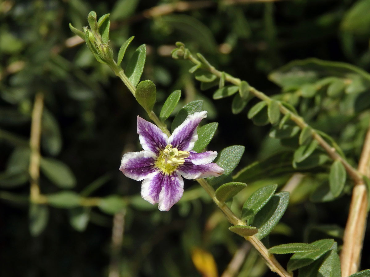 Kustovnice (Lycium chilense Bertero), sedmičetný květ (2)