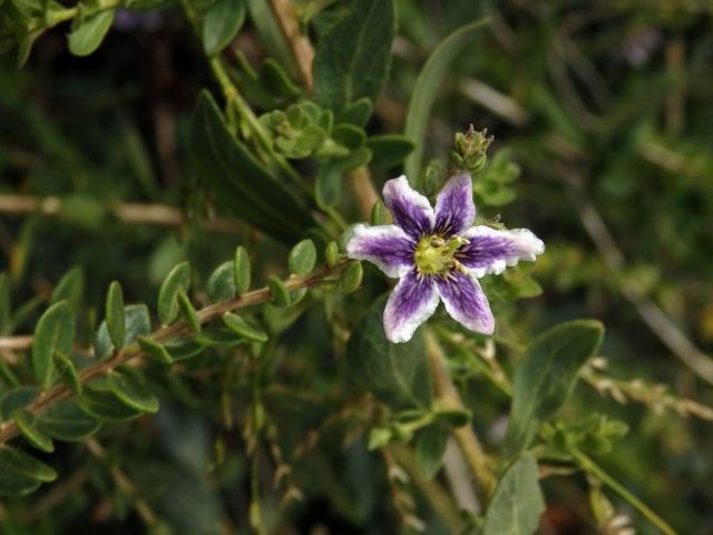 Kustovnice (Lycium chilense Bertero), šestičetný květ (1)