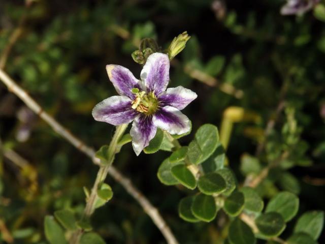 Kustovnice (Lycium chilense Bertero), šestičetný květ (2)