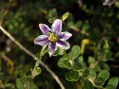 Kustovnice (Lycium chilense Bertero), šestičetný květ (2)