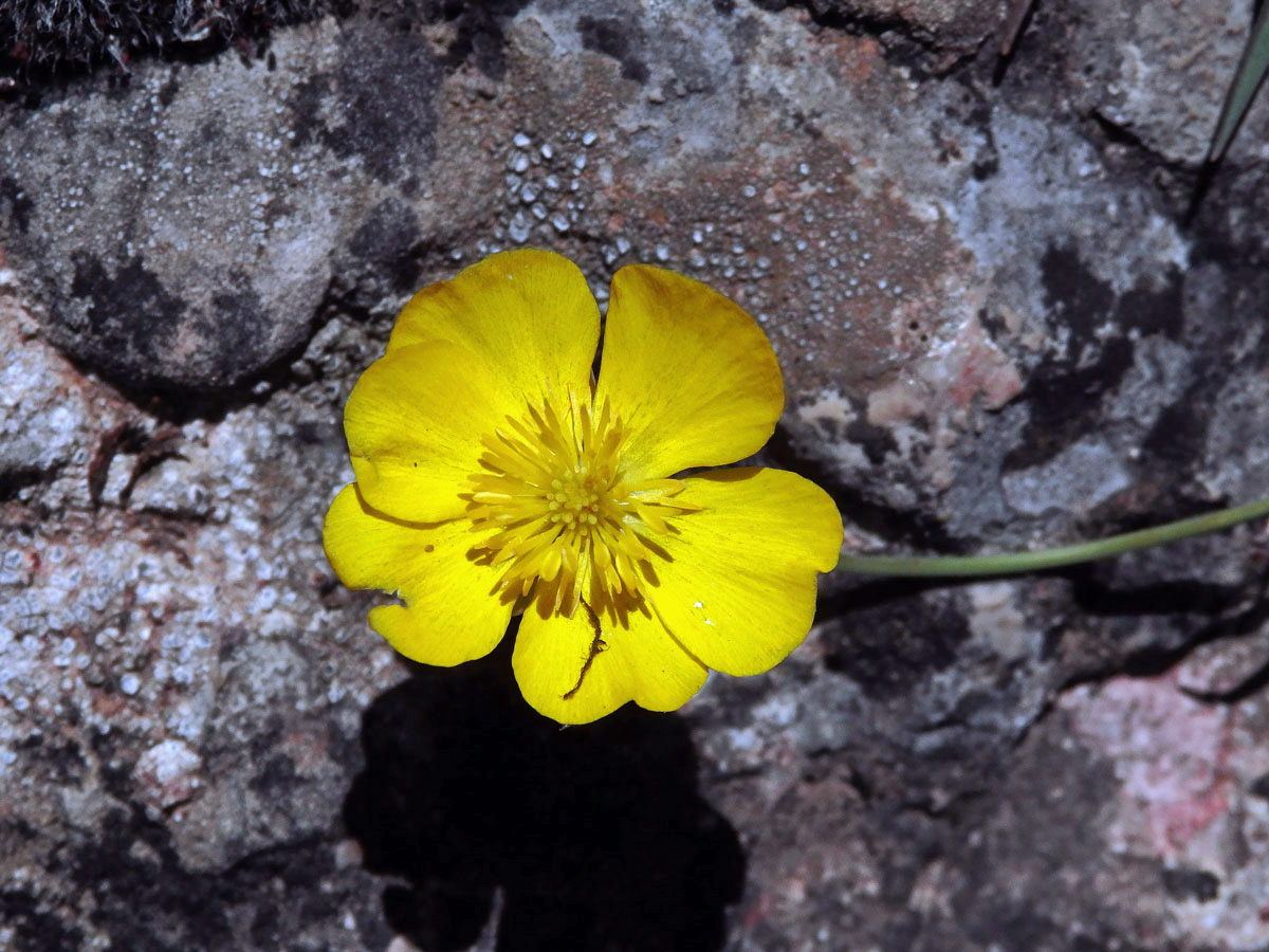 Pryskyřník (Ranunculus gramineus L.), šestičetný květ (7)