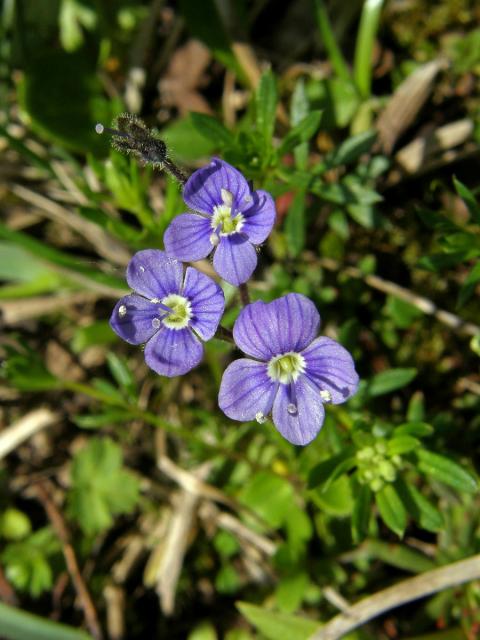 Rozrazil bezlistý (Veronica aphylla L.)