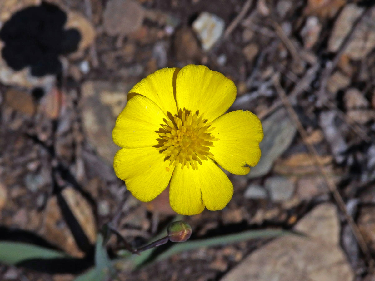 Pryskyřník (Ranunculus gramineus L.), šestičetný květ (8)