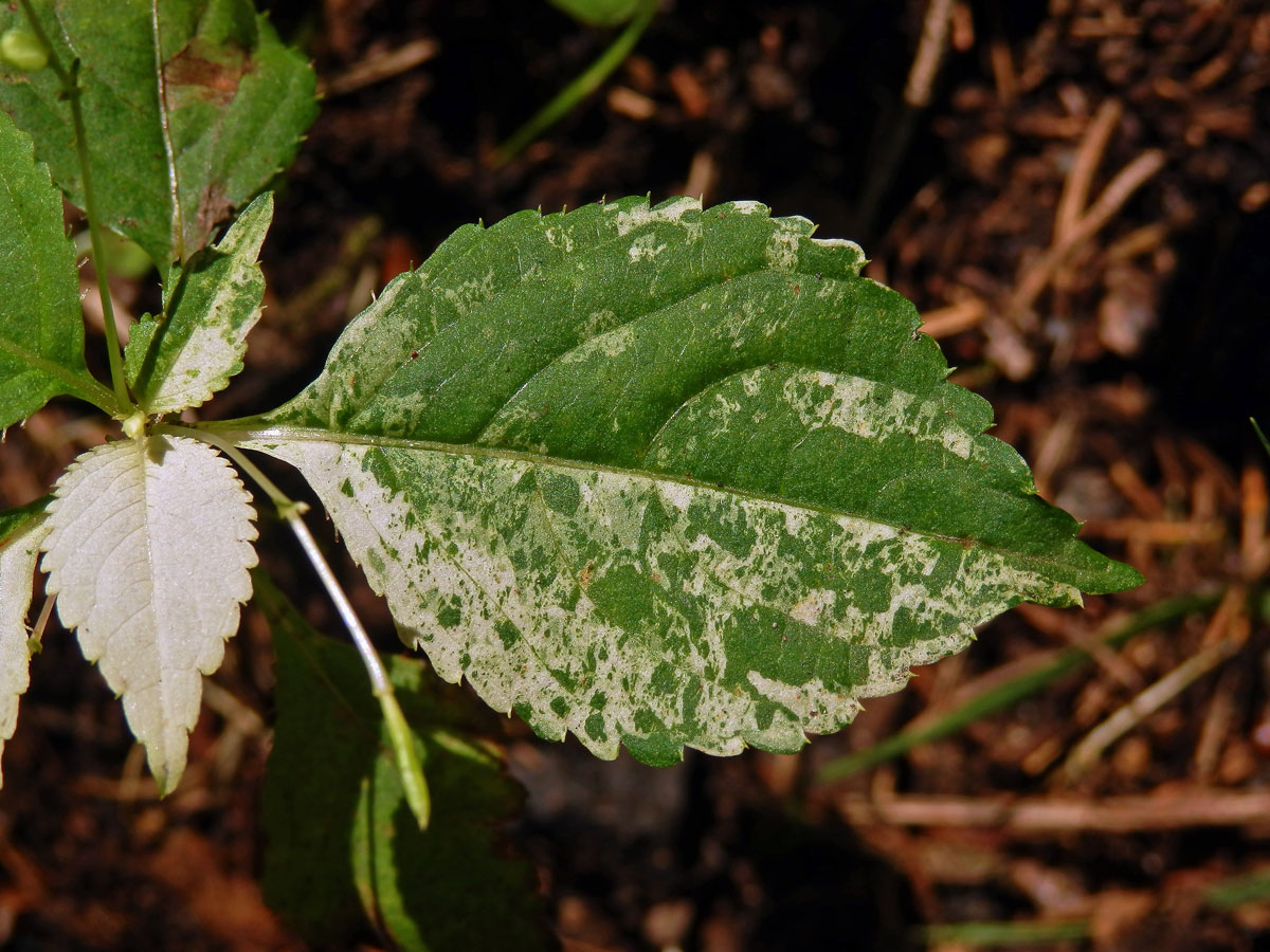 Netýkavka malokvětá (Impatiens parvoflora DC.) (1b)