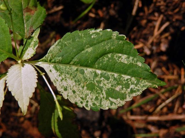 Netýkavka malokvětá (Impatiens parvoflora DC.) (1b)