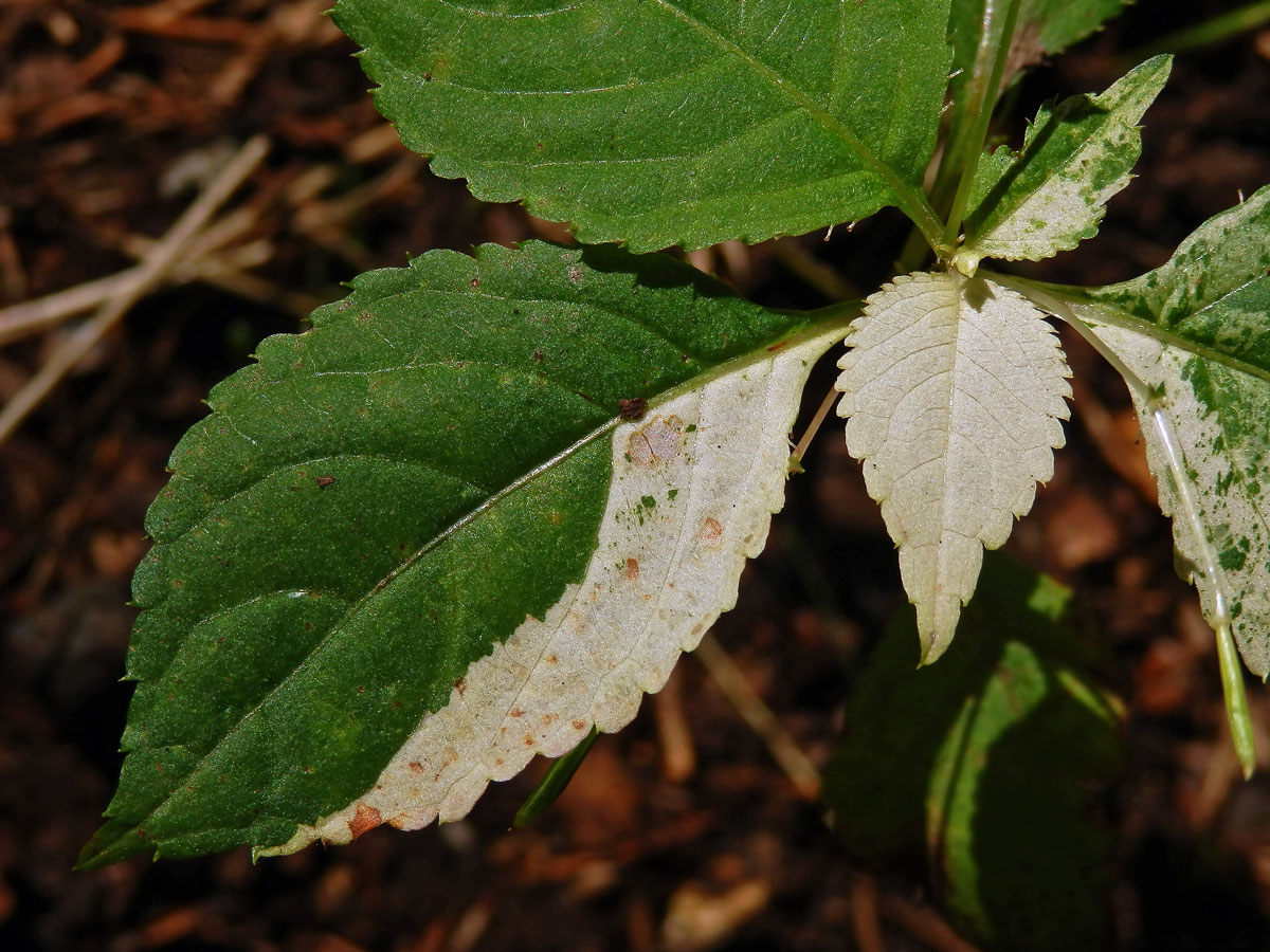 Netýkavka malokvětá (Impatiens parvoflora DC.) (1c)