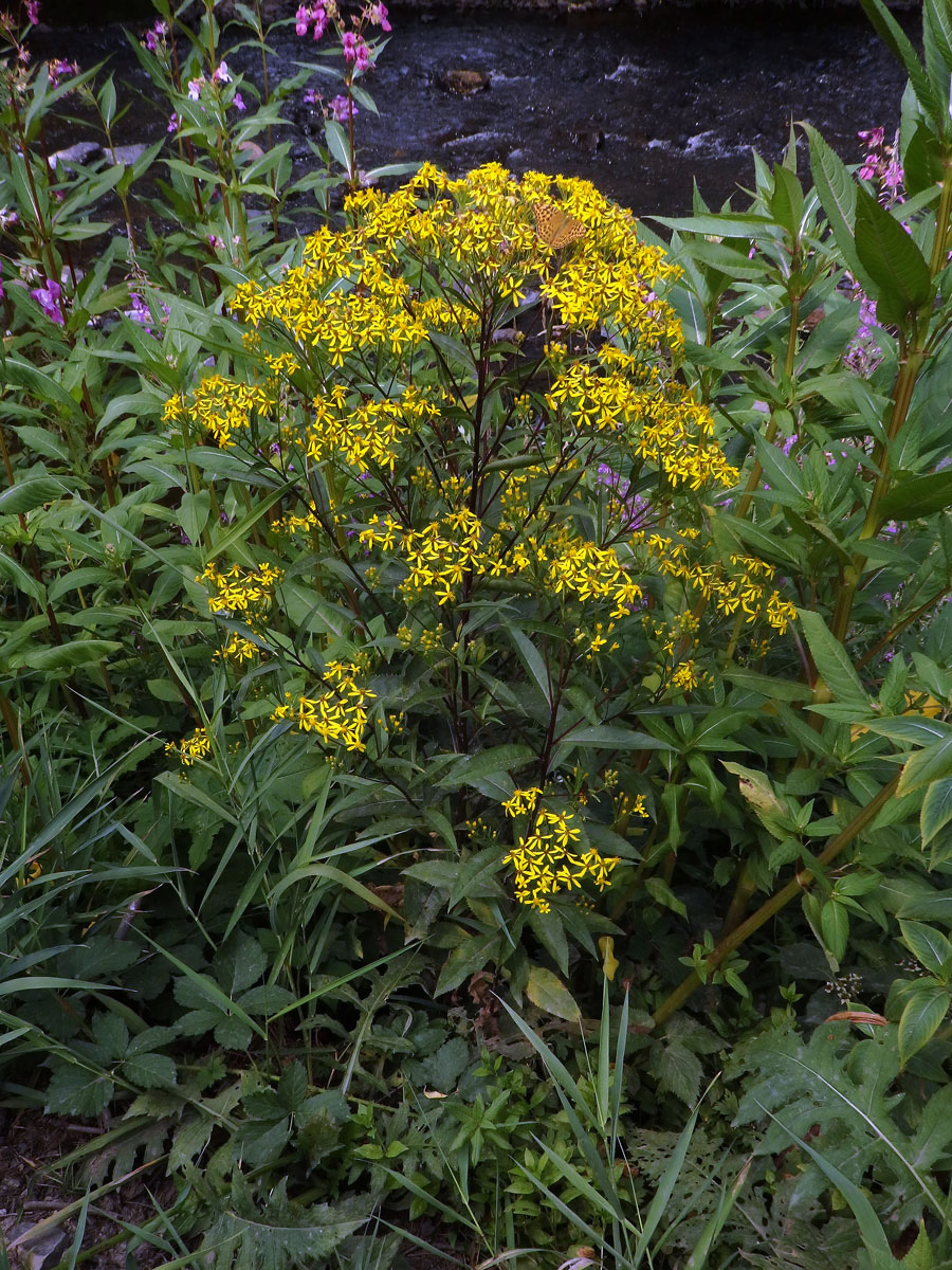 Starček Fuchsův (Senecio ovatus G., M. et Sch.) Wild.)