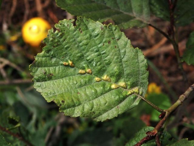 Hálky vlnovníka (Eriophyes inangulis) na olši lepkavé (Alnus glutinosa)