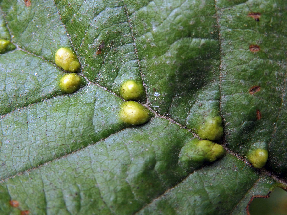 Hálky vlnovníka (Eriophyes inangulis) na olši lepkavé (Alnus glutinosa)