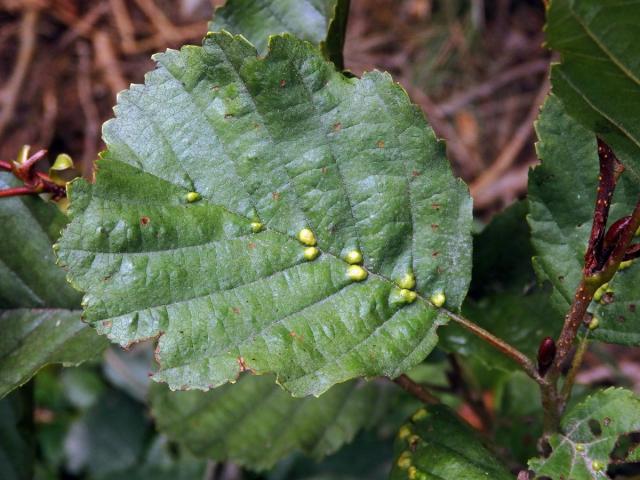 Hálky vlnovníka (Eriophyes inangulis) na olši lepkavé (Alnus glutinosa)