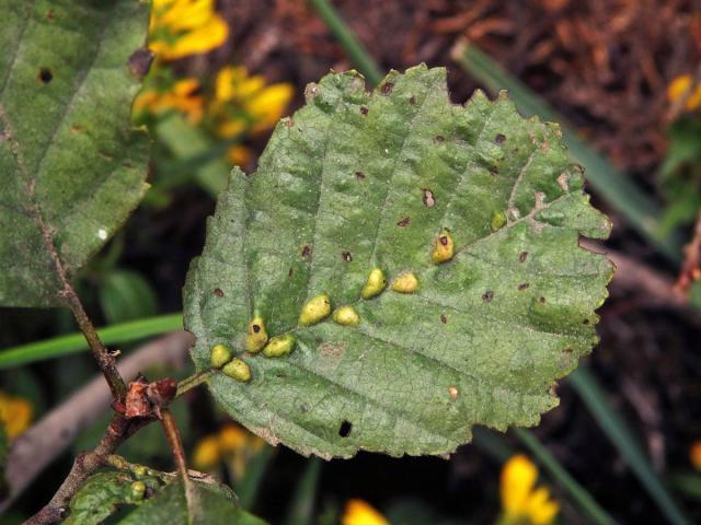 Hálky vlnovníka (Eriophyes inangulis) na olši lepkavé (Alnus glutinosa)