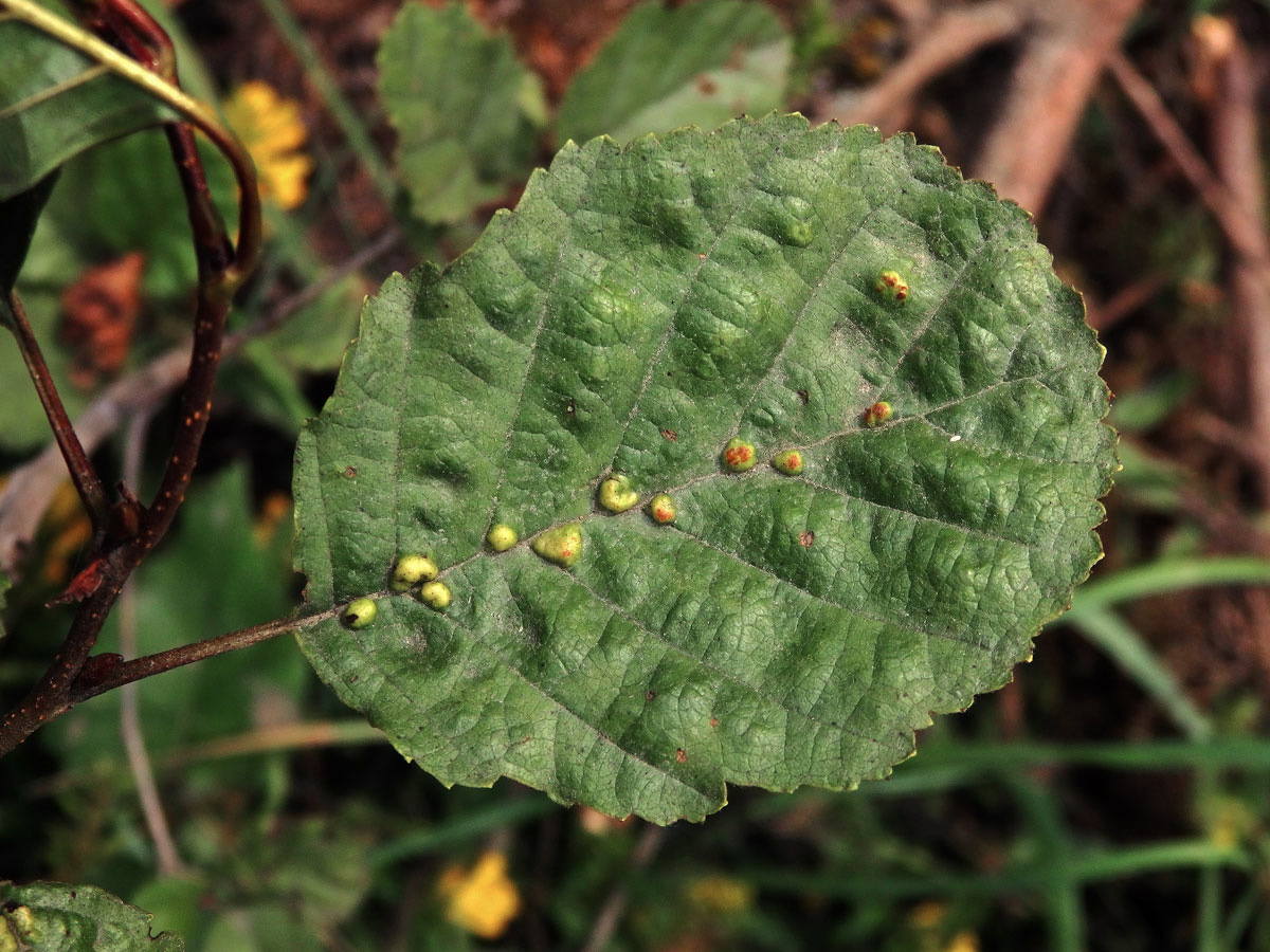 Hálky vlnovníka (Eriophyes inangulis) na olši lepkavé (Alnus glutinosa)