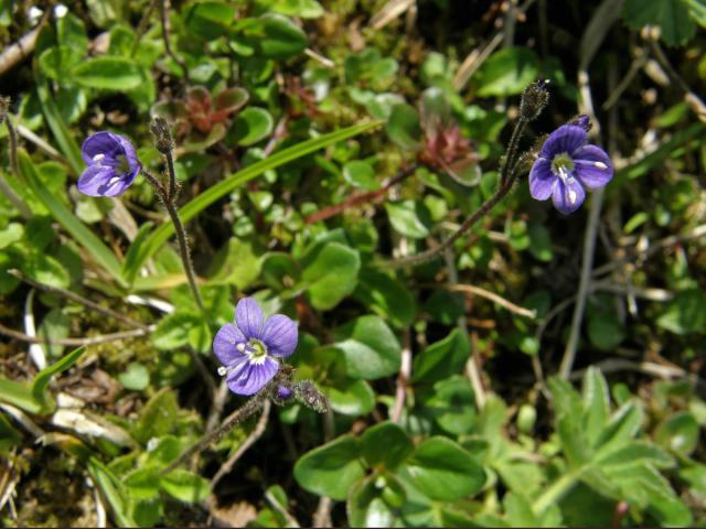 Rozrazil bezlistý (Veronica aphylla L.)