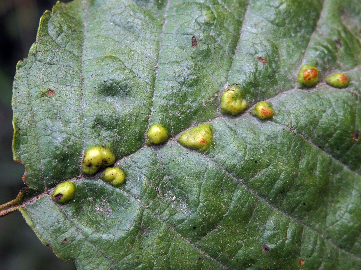 Hálky vlnovníka (Eriophyes inangulis) na olši lepkavé (Alnus glutinosa)