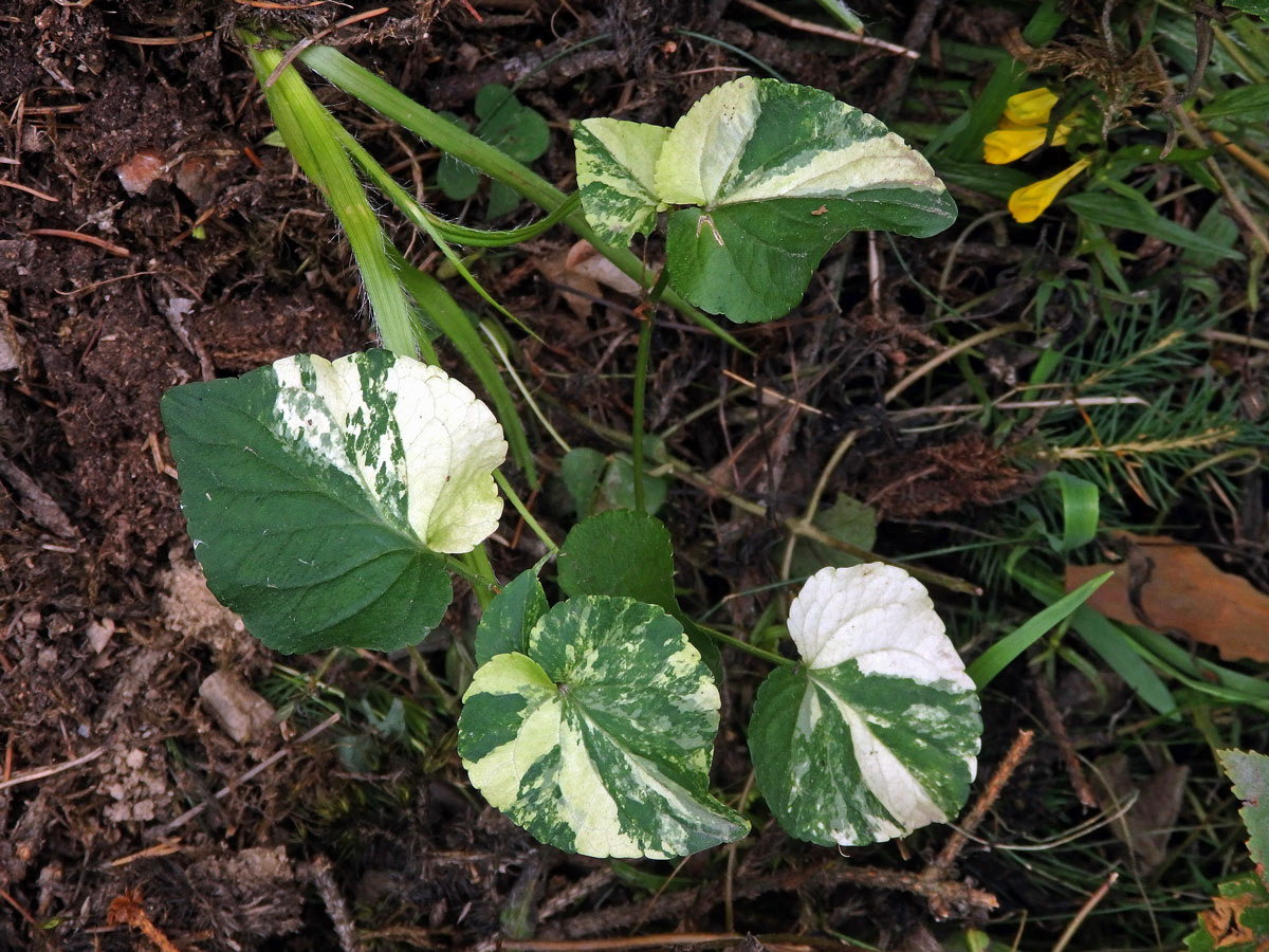 Violka Rivinova (Viola riviniana Rchb.), panašovaná rostlina