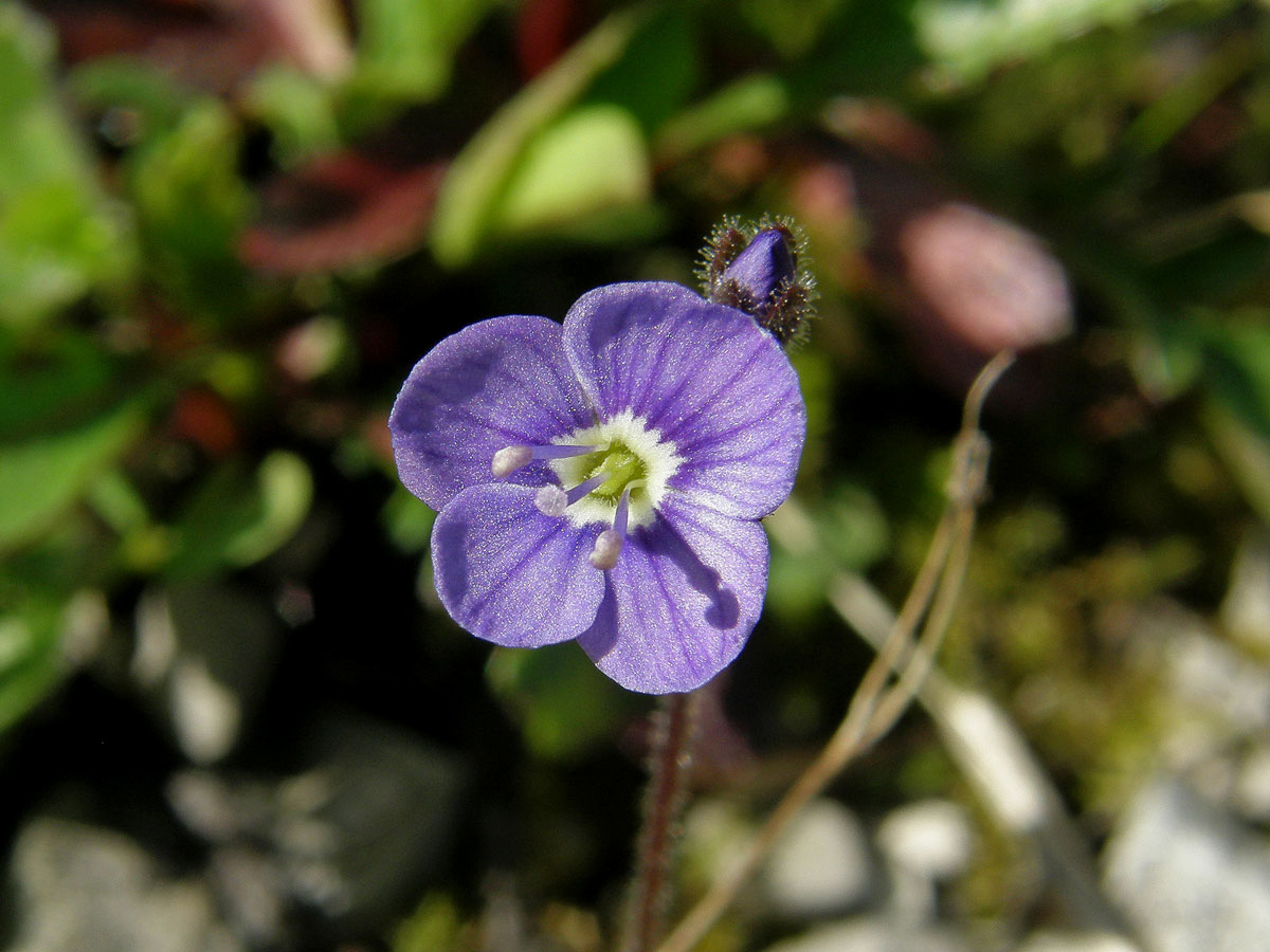 Rozrazil bezlistý (Veronica aphylla L.)