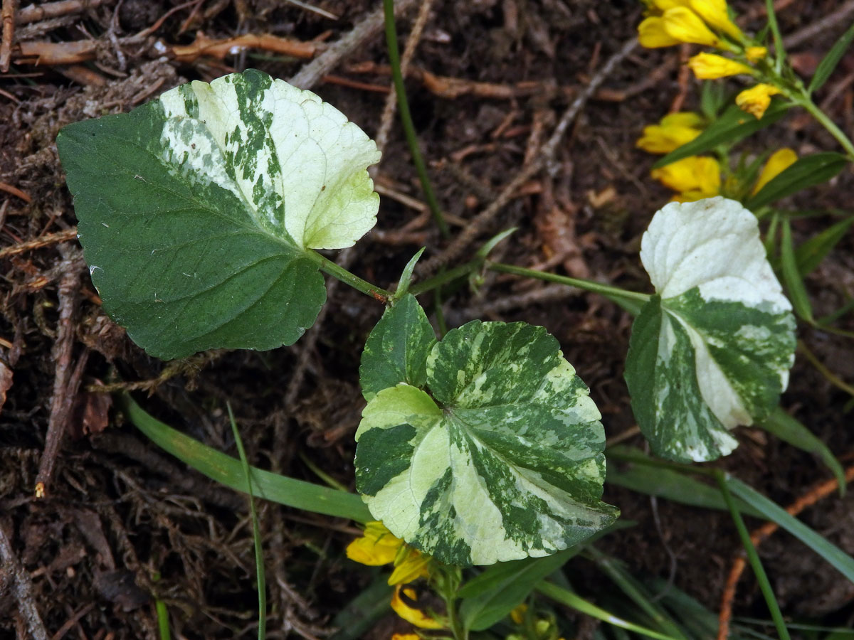 Violka Rivinova (Viola riviniana Rchb.), panašovaná rostlina