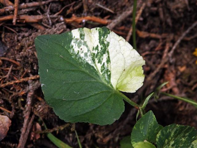 Violka Rivinova (Viola riviniana Rchb.), panašovaná rostlina