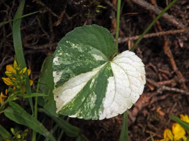 Violka Rivinova (Viola riviniana Rchb.), panašovaná rostlina