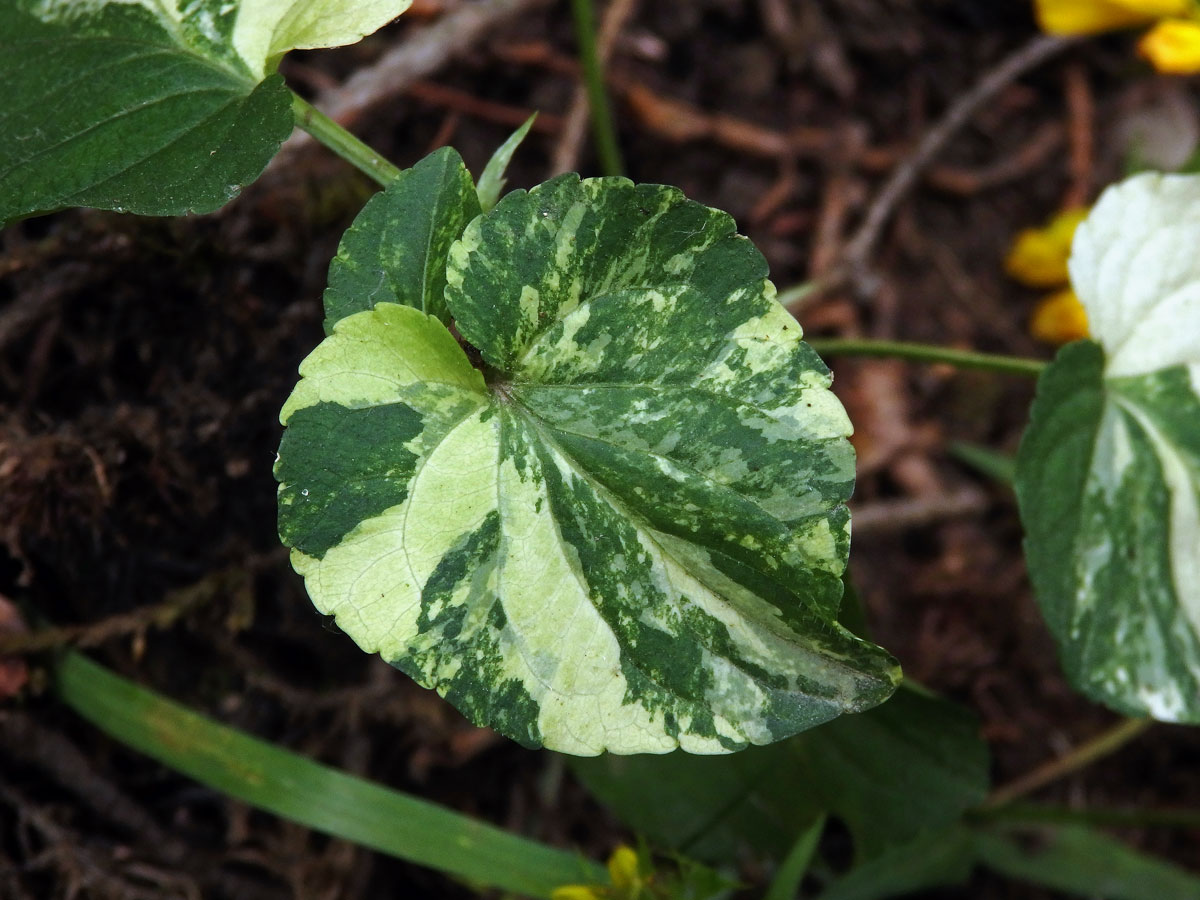 Violka Rivinova (Viola riviniana Rchb.), panašovaná rostlina