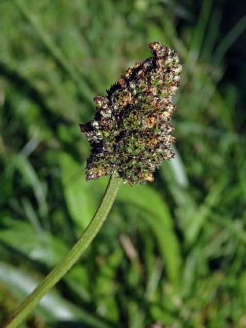 Jitrocel kopinatý (Plantago lanceolata L.) - větvené květenství (12a)