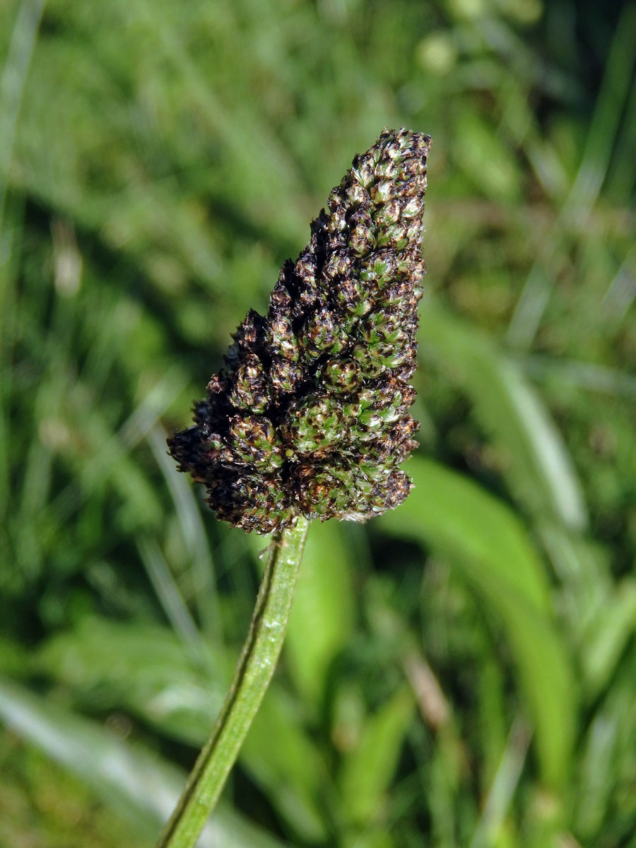 Jitrocel kopinatý (Plantago lanceolata L.) - větvené květenství (12b)