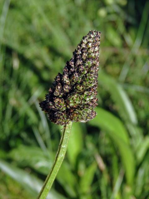 Jitrocel kopinatý (Plantago lanceolata L.) - větvené květenství (12b)