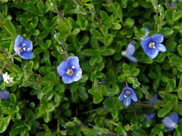 Rozrazil keříčkatý (Veronica fructicans Jacq.)