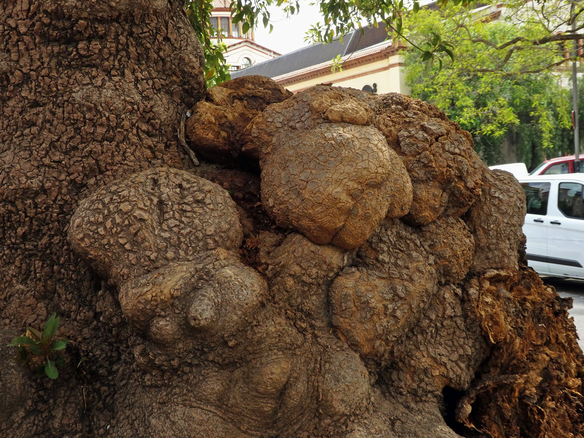 Líčidlo (Phytolacca dioica L.) s nádory na kmeni (1g)