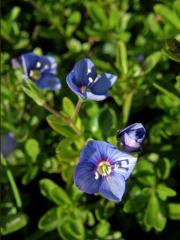 Rozrazil keříčkatý (Veronica fructicans Jacq.)