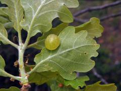 Hálky žlabatky hráškové (Neuroterus quercusbaccarum) - jarní generace, listy dubu letního
