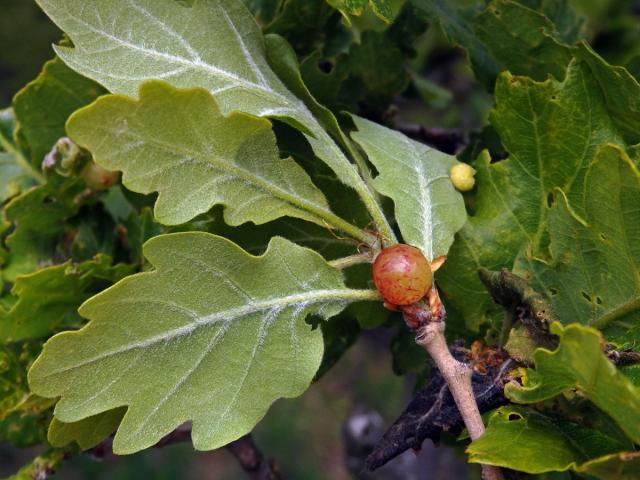 Hálky žlabatky hráškové (Neuroterus quercusbaccarum) - jarní generace, listy dubu letního