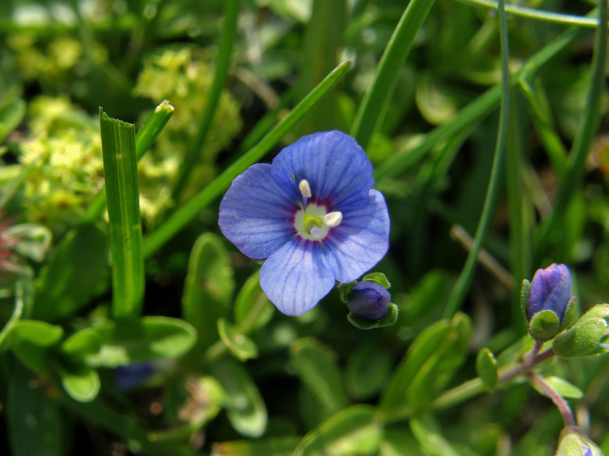 Rozrazil keříčkatý (Veronica fructicans Jacq.)