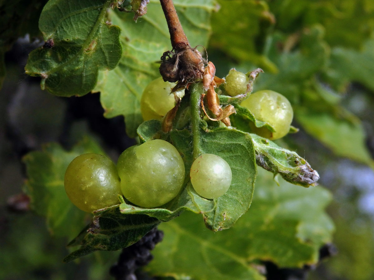 Hálky žlabatky hráškové (Neuroterus quercusbaccarum) - jarní generace, listy dubu letního