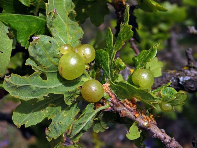 Hálky žlabatky hráškové (Neuroterus quercusbaccarum) - jarní generace, listy dubu pýřitého